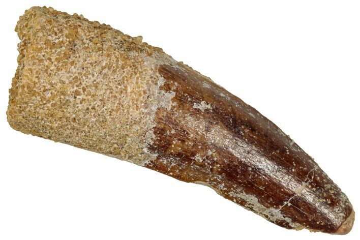 Juvenile Fossil Spinosaurus Tooth - Real Dinosaur Tooth #348691